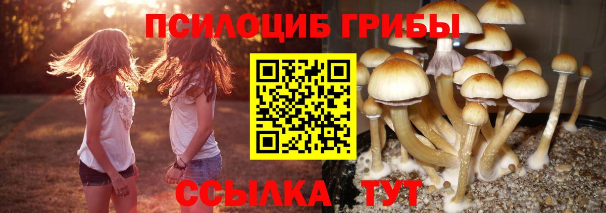 Вятские Поляны  Псилоцибиновые грибы Cubensis  Вход с VPN 